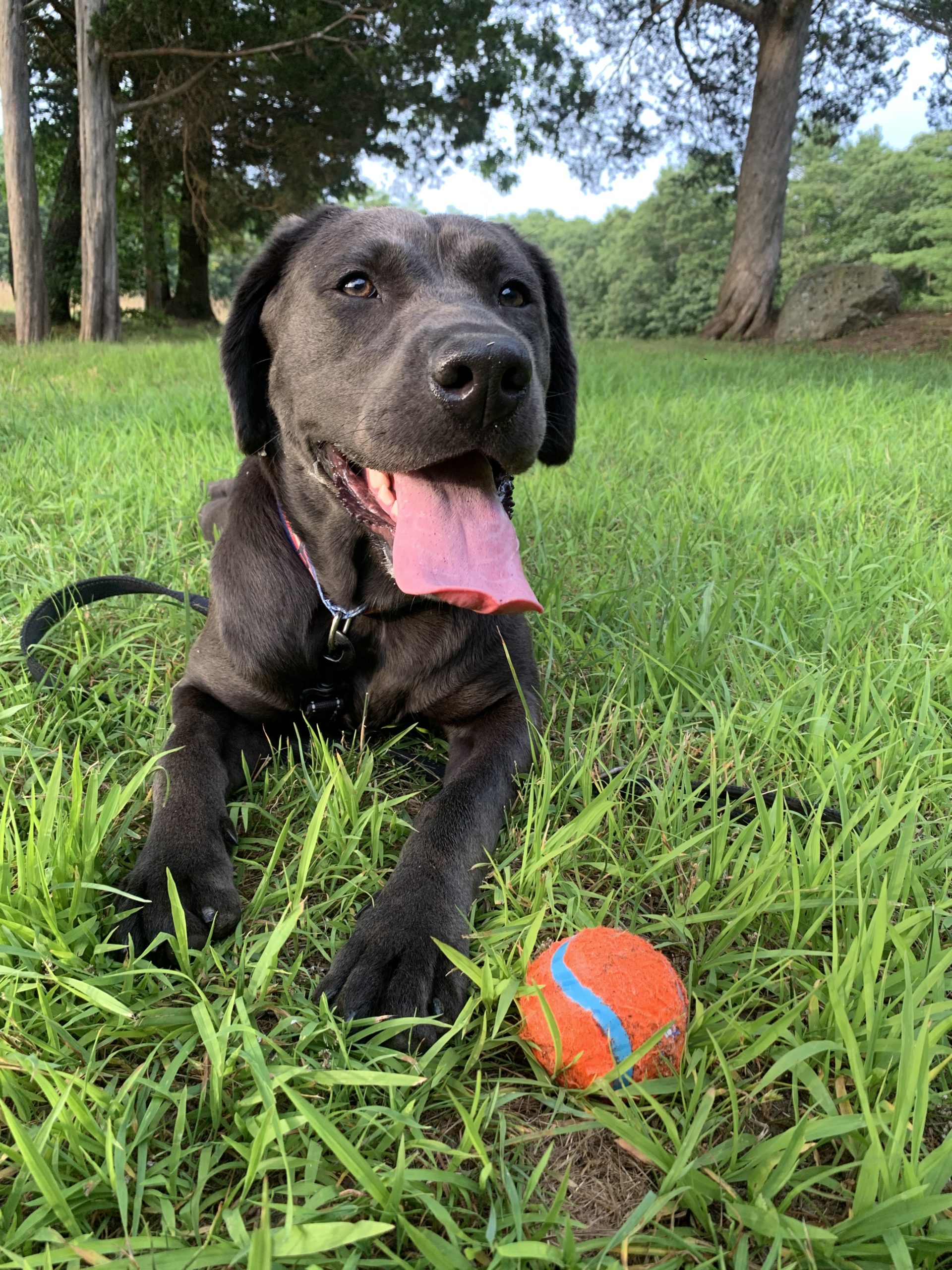 The Love Of Tennis Balls